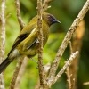 Medosavka novozelandska - Anthornis melanura - Bellbird - makomako 9488